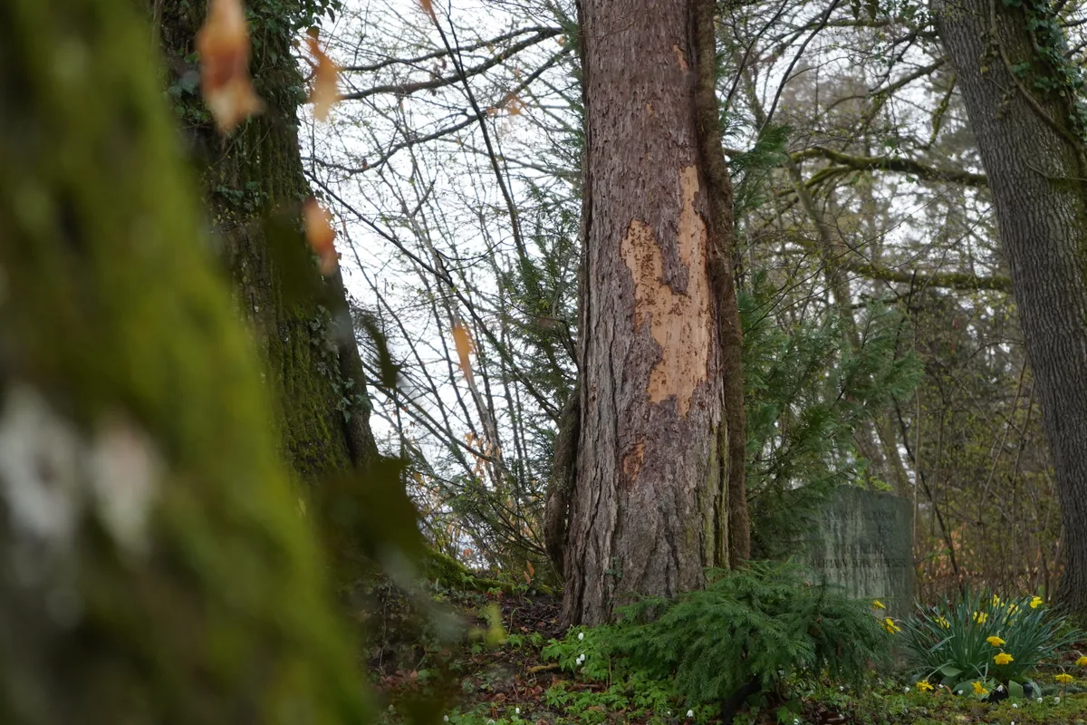 Baumstämme und ein Baum mit abgeschälter Rinde.